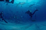 Karibische Riffhaie, Schwarzspitzenhaie, Taucher und kleine Fische