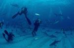 Taucher dokumentieren Karibische Riffhaie und Schwarzspitzenhaie