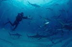 Shark Rodeo mit Karibischen Riffhaien, Schwarzspitzenhaien und Taucher