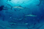 Karibische Riffhaie und Schwarzspitzenhaie zieht es zum "chumsicle"