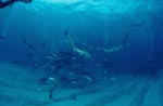 Karibische Riffhaie, Schwarzspitzenhaie und kleine Fische am chumsicle
