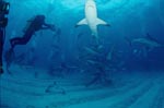 Taucher beobachten Karibische Riffhaie und Schwarzspitzenhaie 