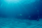 Schwarzspitzenhai sieht Taucher hinter einem Korallenblock