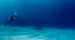 Karibischer Riffhai und Taucher
