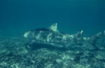 Ein Zitronenhai ueber mit Bewuchs bedecktem Meeresgrund