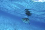Hochkonzentrierter Tigerhai (Galeocerdo cuvier)