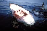 Ein weißer hai mit offenem Maul an der Meeresoberflaeche