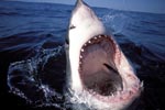 Einen faszinierenden Blick in den Rachen des weißen Hais