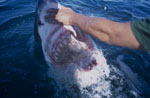 Tiefer Blick in das Innere des Weißen Hai Rachens