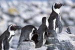 Pinguinkolonie