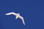 Rotschwanz-Tropikvogel unterwegs über dem Meer
