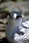 Rotschwanz-Tropikvogel Kueken