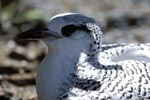 Porträt Rotschwanz-Tropikvogel Kueken