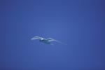 Feenseeschwalbe vor blauem Midway Himmel