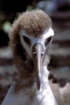 Junger Laysan-Albatros Portraet