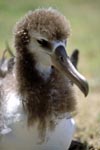 Junger Laysan-Albatros Portraet