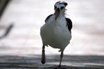 Junger Laysan-Albatros