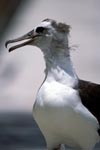 Junger Laysan-Albatros am Strand