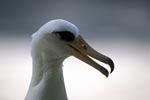 Laysan-Albatros Portraet