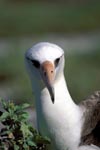 Laysan-Albatros Portraet