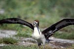 Junger Laysan-Albatros