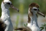 Junge Laysan-Albatrosse