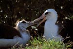 Laysan-Albatros mit Jungvogel
