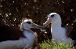Laysan-Albatros mit Jungvogel 