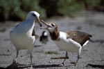 Laysan-Albatros mit Jungvogel