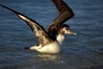 Junger Laysan-Albatros auf dem Meer