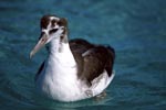 Junger Laysan-Albatros auf dem Meer
