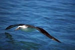 Fliegender Laysan-Albatros ueber dem Meer