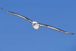 FliegenderLaysan-Albatros