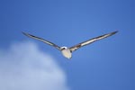 FliegenderLaysan-Albatros