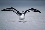 Junger Laysan-Albatros am Strand