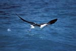 Startender Laysan-Albatros auf dem Meer
