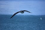 Fliegender Laysan-Albatros über dem Meer