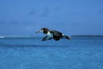 Fliegender Laysan-Albatros über dem Meer