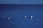 Laysan-Albatrosse auf dem Meer
