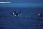Startende Laysan-Albatrosse auf dem Meer