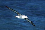 Fliegender Laysan-Albatros ueber dem Meer