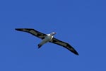 Fliegender Laysan-Albatros