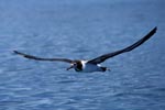 Laysan-Albatros ueber dem Ozean