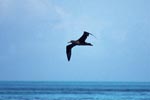 Fliegender Schwarzfuß-Albatros über dem Meer