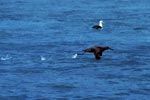 Startender Schwarzfuß-Albatros auf dem Meer