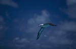 Laysan-Albatros fliegt ueber dem Meer