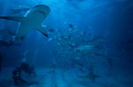 Shark Rodeo - Karibische Riffhaie und Schwarzspitzenhaie</b>