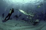 Taucher, Karibische Riffhaie und Schwarzspitzenhaie 