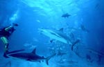 Karibische Riffhaie und Schwarzspitzenhaie