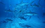 Karibischer Riffhaie und Schwarzspitzenhaie am "chumsicle"